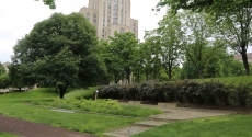 Rain garden on Cathedral Lawn