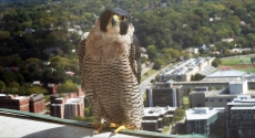 Peregrine falcon at Cathedral of Learning