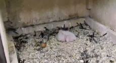 Peregrine chicks and unhatched egg