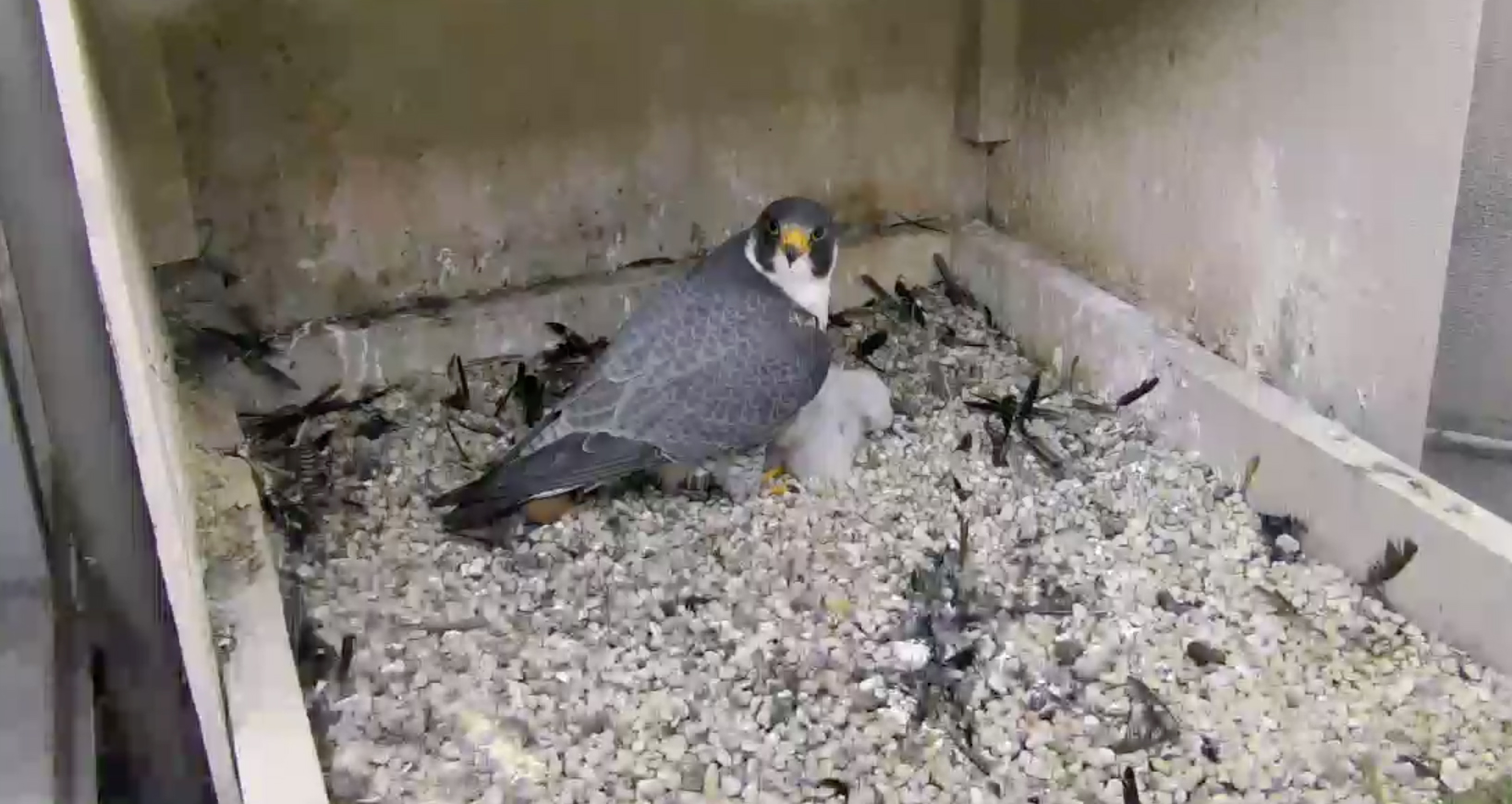 Peregrine falcon and two chicks