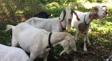 Goats on hillside