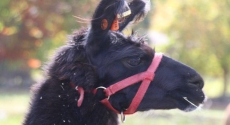 Profile of black llama