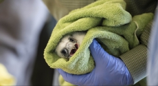 Peregrine chick wrapped in towel